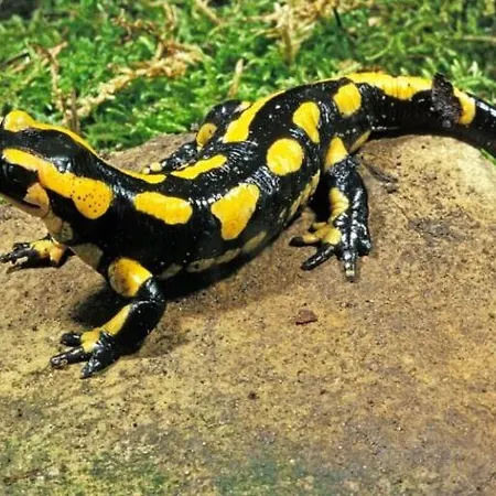 Mas Eucaliptus Σπίτι διακοπών